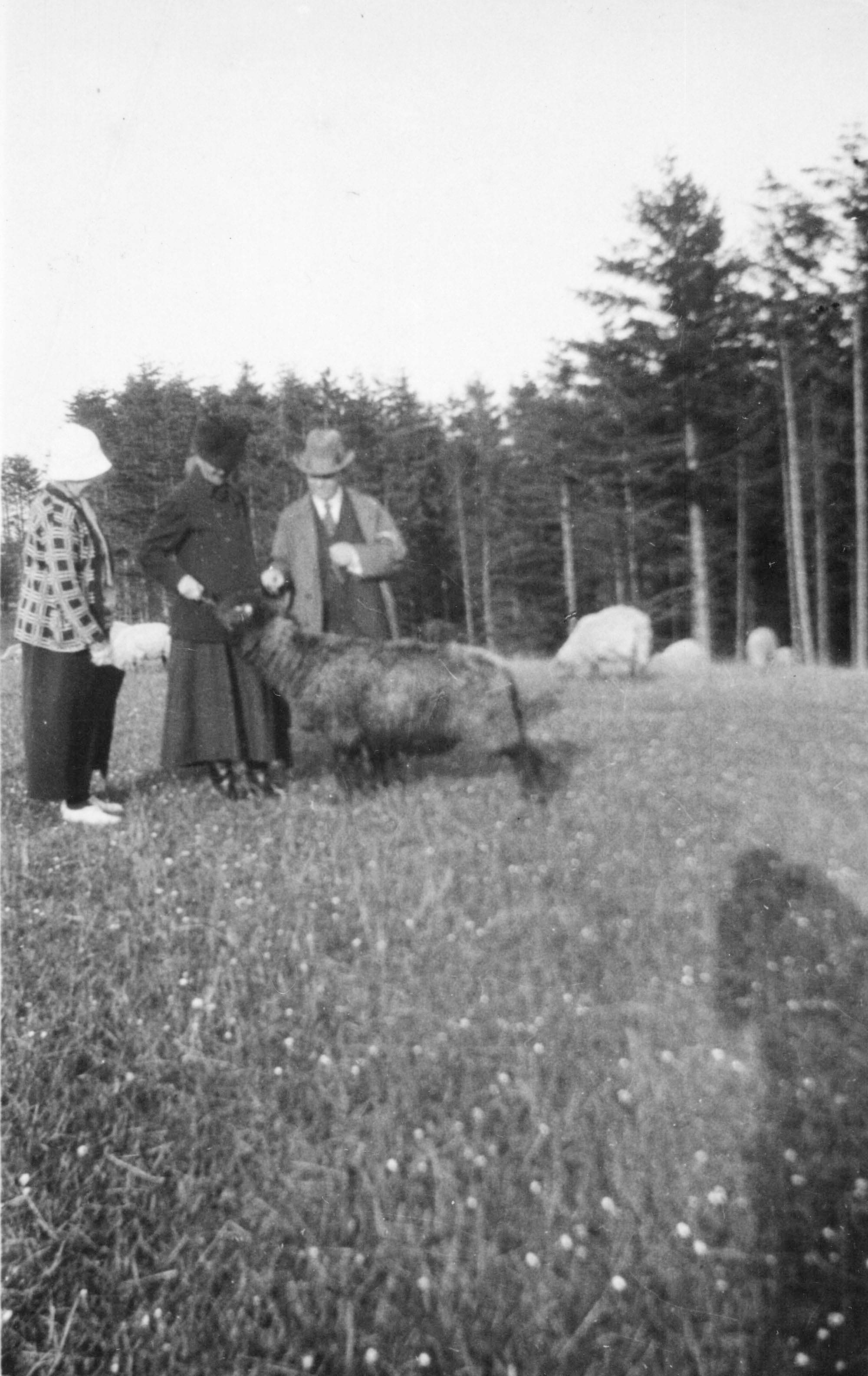 Dette og følgende to billeder: Damgaard i pinsen 1926. Carl Nielsen og Charlotte Trap de Thygeson, Anne Marie Carl-Nielsen, Helen Rée og Holger Schou. Bag på et af billederne står, at frøken Thygesons sorte får hed Klotilde.